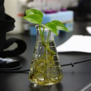A cutting or root section left in water for 1-3 weeks will grow roots