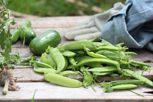 Beans and sugar snaps are easy to grow
