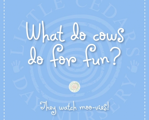 What do cows do for fun? What do cows do for fun?