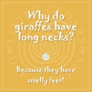 Why do giraffes have long necks?