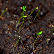 As soon as shoots appear, remove any covering and ensure the compost is kept moist. As soon as shoots appear, remove any covering and ensure the compost is kept moist.