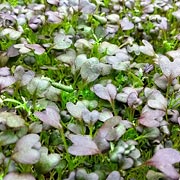 Microgreens are an easy-to-grow crop that can be grown by children and parents any time of year.