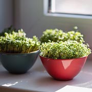 Microgreens can be grown in small spaces like windowsills, indoors.