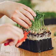 Getting your child involved in growing food at home may also encourage them to try it.