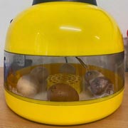 We are hatching some fertilised eggs in an egg incubator.