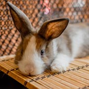 Miffy our little rabbit.