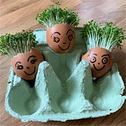 Making cress egg people is great fun and educational for little children.