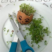 Once the cress 'hair' is long enough, it can be harvested for use in salads and garnishes.