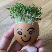The seeds will eventually grow into green cress 'hair', giving the egg people real character!