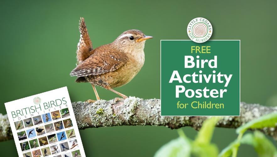 Free Bird-Spotting Activity Poster for Children