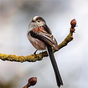 We’ve selected our favourite birds from hundreds of species that visit the UK. This is a Long-tailed Tit. We’ve selected our favourite birds from hundreds of species that visit the UK. This is a Long-tailed Tit.