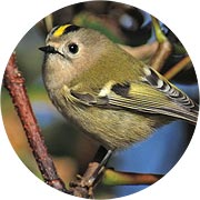 The high resolution bird images show great detail if you zoom in. The high resolution bird images show great detail if you zoom in.