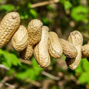 Monkey nuts can be threaded into chains as a bird feeder suspended between branches of a tree.