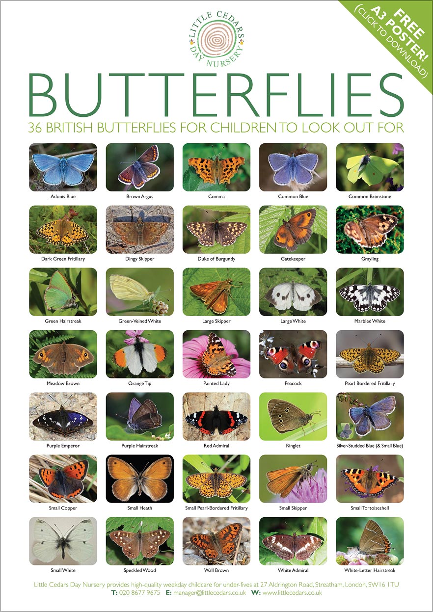 Identify 36 different British Butterflies using our free A3 reference poster — it's educational and fun for children. Identify 36 different British Butterflies using our free A3 reference poster — it's educational and fun for children.