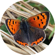 See high resolution detail when you zoom in on the butterfly images in the poster. See high resolution detail when you zoom in on the butterfly images in the poster.