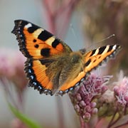 For the poster, we’ve chosen the butterflies most likely to be found widely in the UK. This is a Small Tortoiseshell butterfly.