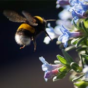 Children will love seeing bees, butterflies, and other insects visiting their home-grown wildflowers.