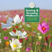 Sowing & Growing Wildflowers - A Nature-Based Activity for Kids