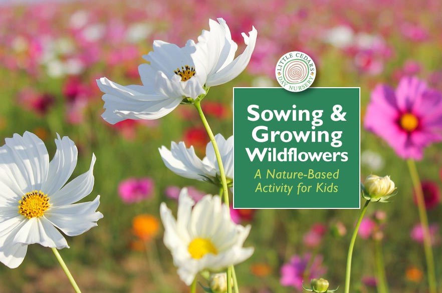 Sowing & Growing Wildflowers - A Nature-Based Activity for Kids