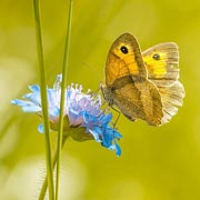This nature-based activity benefits the children taking part, the natural environment, pollinators like bees and butterflies and even humanity as a whole.