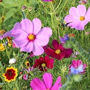 You can choose which wildflowers your child will grow using various factors like colour, style and whether the wildflowers will attract pollinators.