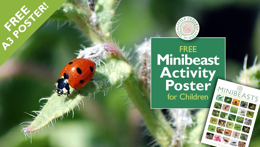 Free Minibeast-Spotting Activity & Poster for Children