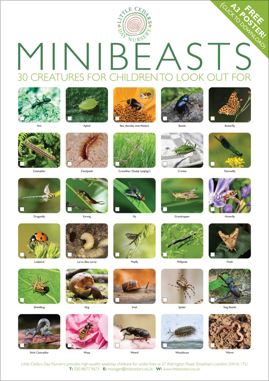 Download our free minibeasts poster for children to find and identify.