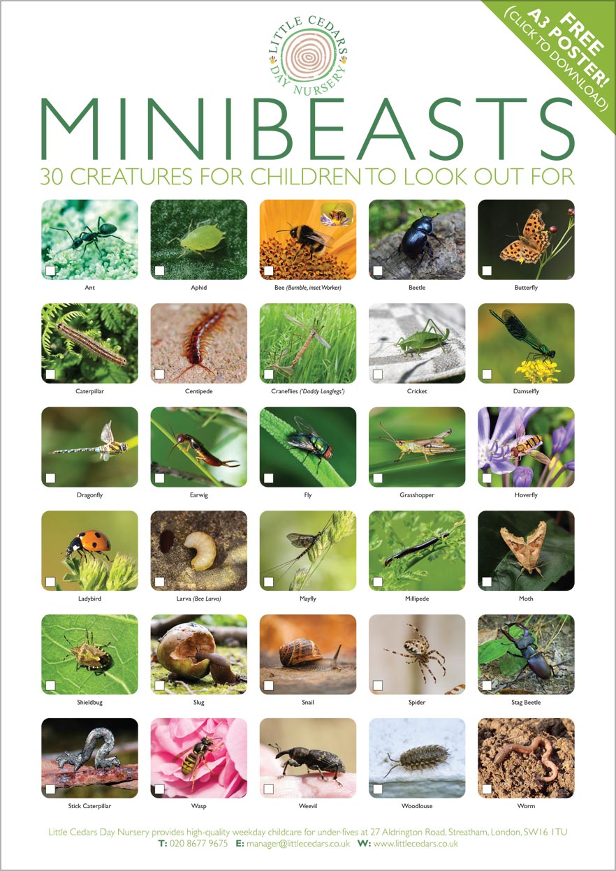 Download our free minibeasts poster for children to find and identify. Download our free minibeasts poster for children to find and identify.