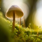 Educate your child about the dangers of poisonous plants and fungi or insects that could harm them. Encourage them not to touch or eat anything unfamiliar.