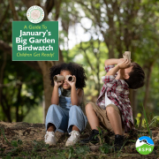 A Guide to January's Big Garden Birdwatch – Children Get Ready!