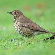 Song Thrush populations are 80% lower than they were when the survey began in 1979.