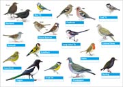 By registering you'll get a free guide to taking part and visual reference for identifying different birds.
