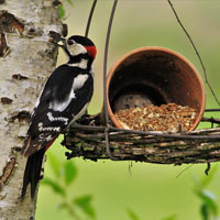 A great spotted woodpecker visiting a garden bird feeder.