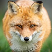 Many of Britain's wild mammals are stunningly beautiful and children often have a natural interest in them. Many of Britain's wild mammals are stunningly beautiful and children often have a natural interest in them.