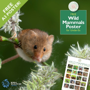 Free Wild Mammals Poster for Under-5s — & World Wildlife Day