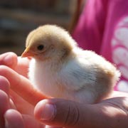 Later in the Spring Term we'll explore the topic of baby animals.