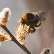 Once they know they're peaceful creatures, children will generally love bumblebees.