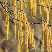 Catkins are also fascinating for children, especially the youngest.
