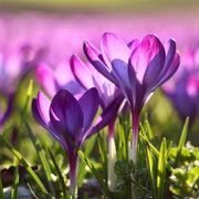 Paying attention when spring arrives can teach children a great deal about the world around them, nature, and the impact of the seasons.