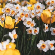 Daffodil shoots begin to appear in February and, once spring arrives in March, their flowers will brighten up any garden.