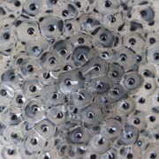 Another huge hit with children in spring is the appearance of frogspawn in ponds.