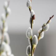 The soft, fur-like buds of the pussy willow are an instant hit with children.