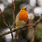 Robins are beautiful to listen to.