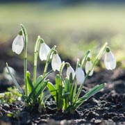 Snowdrops are one of the very first plants to reappear when spring arrives.