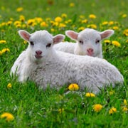 Meeting spring lambs or calves is always a huge hit with children.