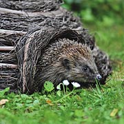 Try to teach your children how to make gardens wildlife-friendly.