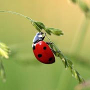 There are many simple ways that children and families can attract wildlife to their garden or nearby outdoor space.
