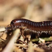 Children can make a compost heap to attract minibeasts and give them a home.