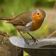 Creatures like bees and birds will all appreciate being given a supply of drinking water.