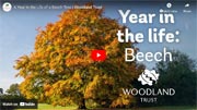 Time-lapse of a year in the life of a beech tree. Time-lapse of a year in the life of a beech tree.